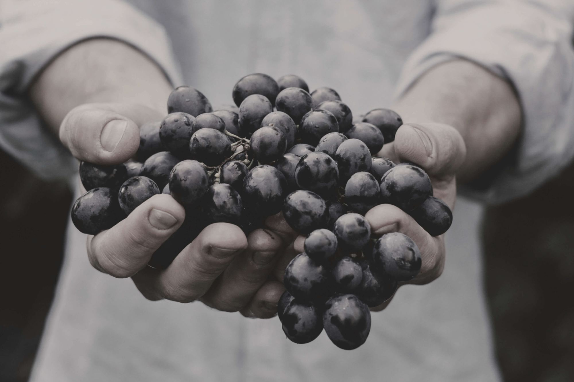 Zwei Hände halten eine Traube dunkler Weinbeeren